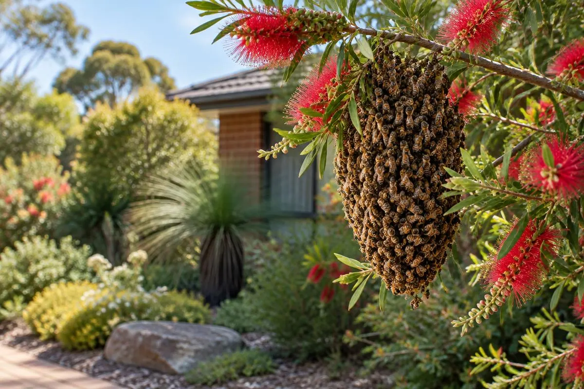 Honeybee swarm resting on a bottlebrush branch in a Sydney garden
