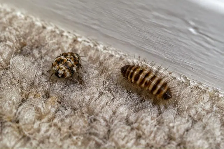 Carpet beetle and hairy larva on wool carpet beside skirting