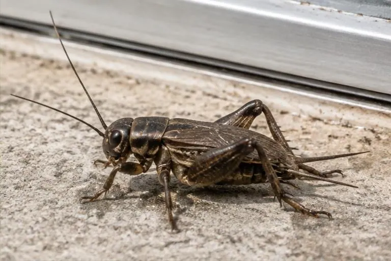 Dark field cricket beside a patio door threshold