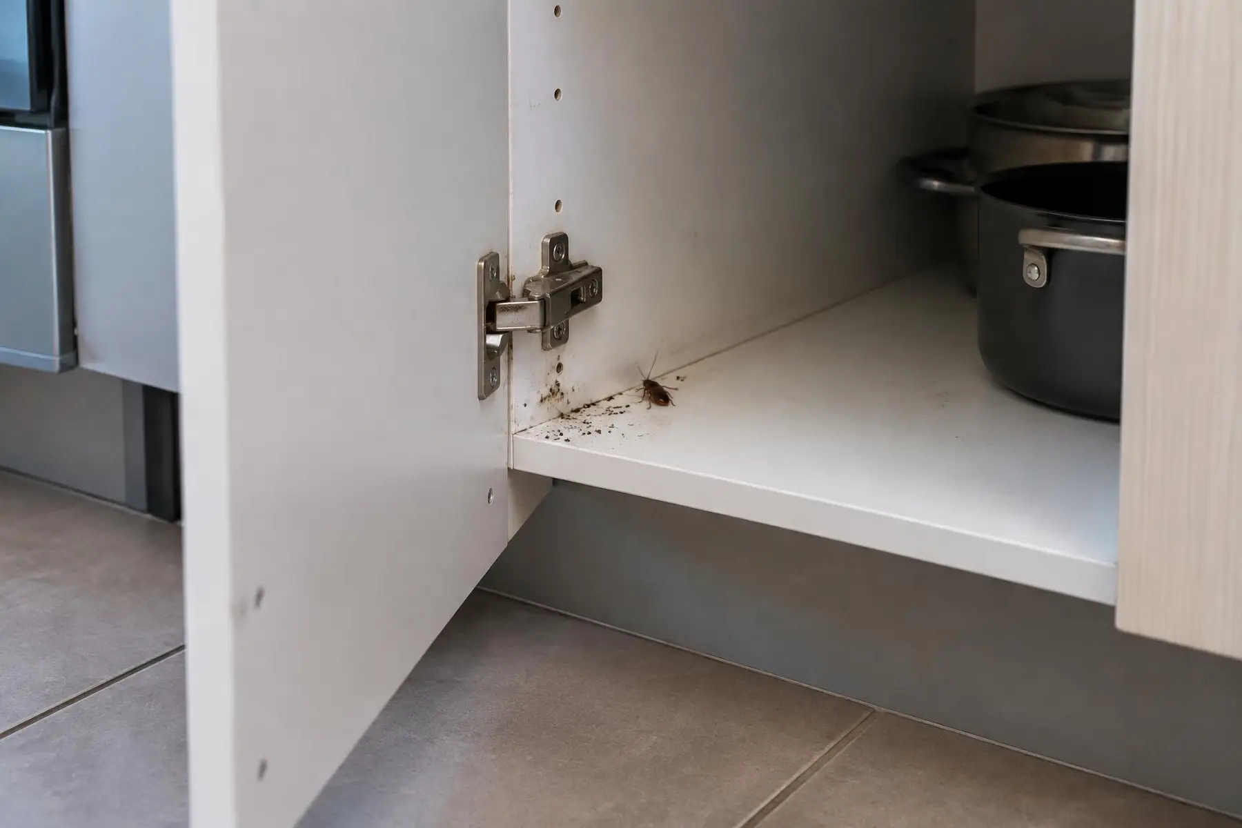 Open cupboard in an empty rental kitchen showing cockroach droppings in the hinge corner and a single cockroach