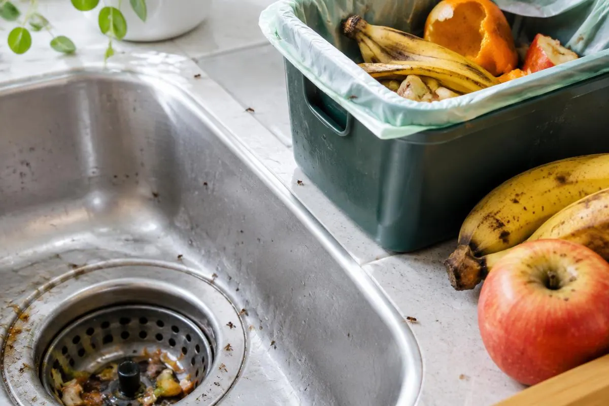 Activity returning around the sink each morning, a sign checked during fruit fly control