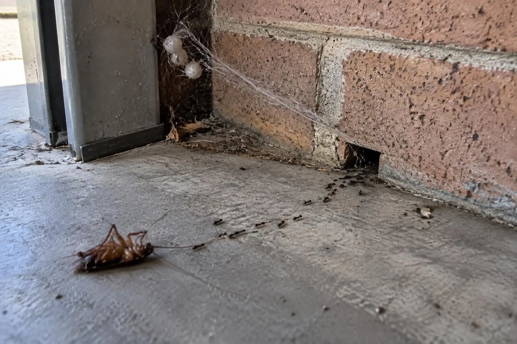 Sydney garage corner with cobwebs, spider egg sacs, a dead cockroach and an ant trail into a brick weep hole