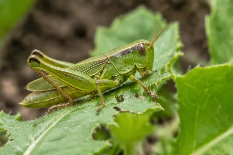 Green grasshopper on a chewed garden leaf