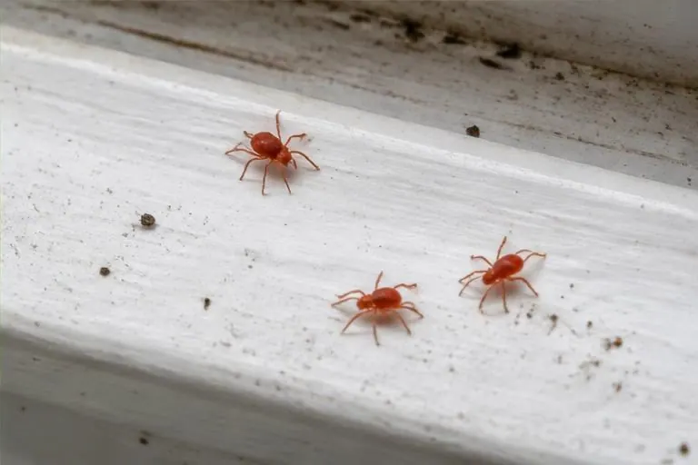 Magnified tiny mites on a painted window sill