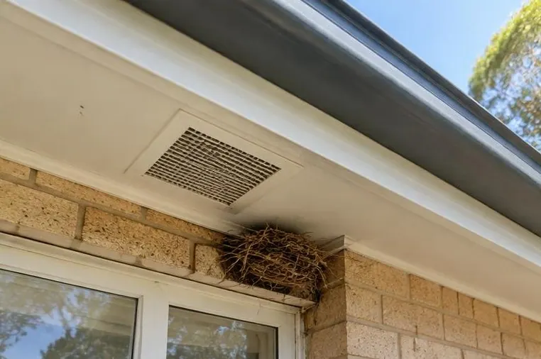 Bird nest beside a roof eave vent