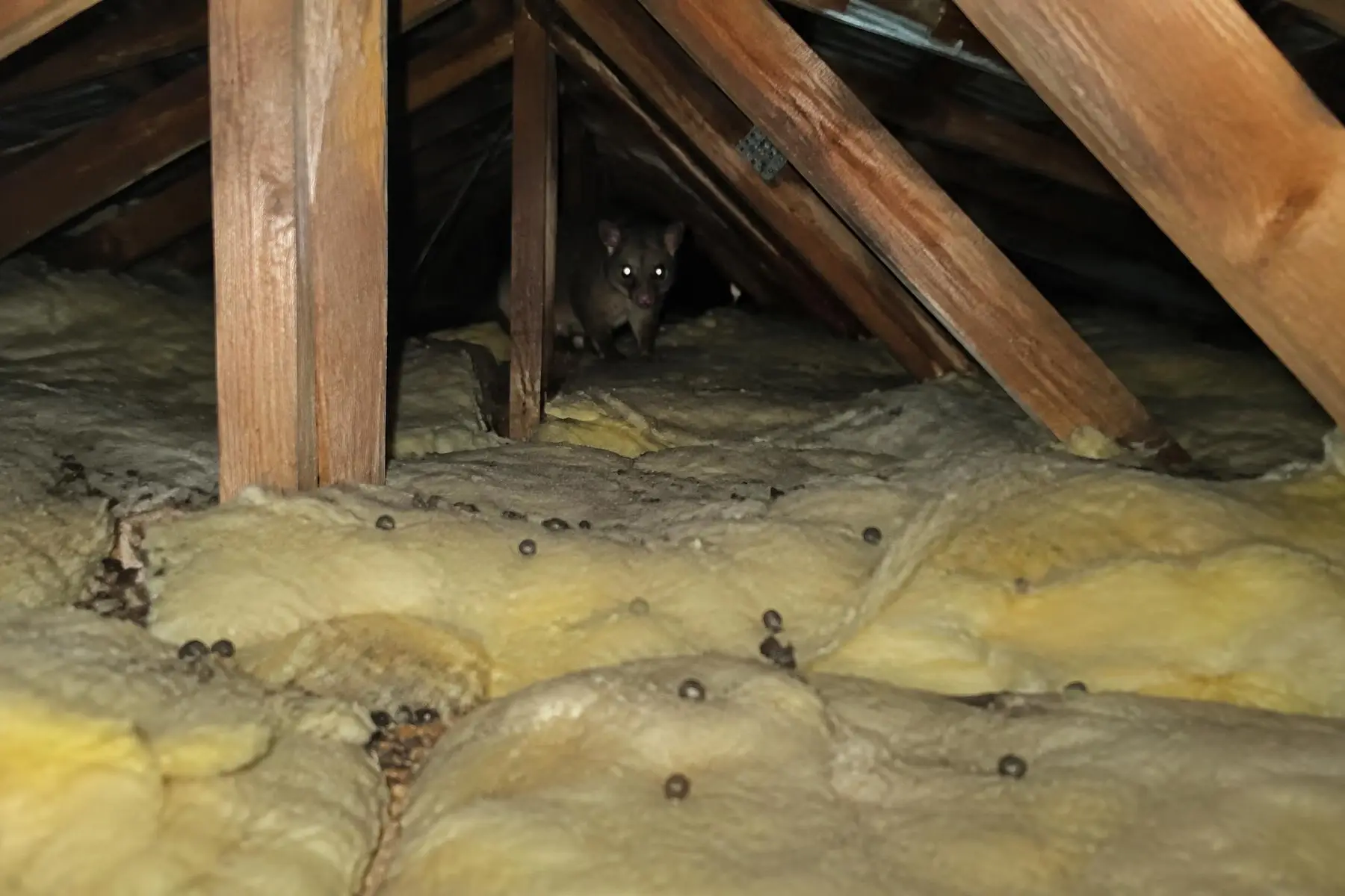 Roof void under torch light with flattened insulation, possum droppings and a brushtail possum's eyes reflecting