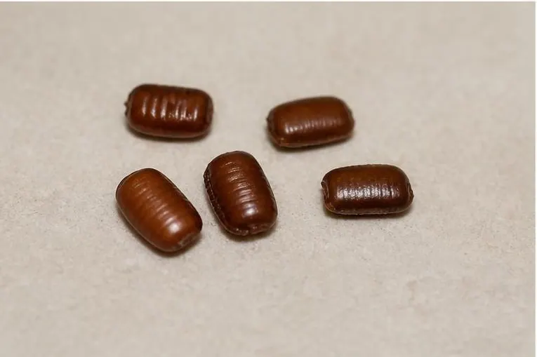 Egg cases, a common sign of cockroach activity