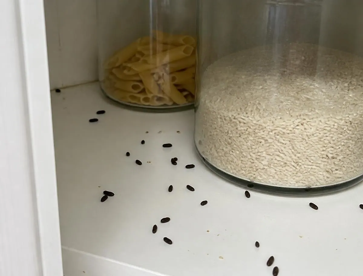 Droppings in the pantry, under sinks or along walls, a sign checked during rodent control