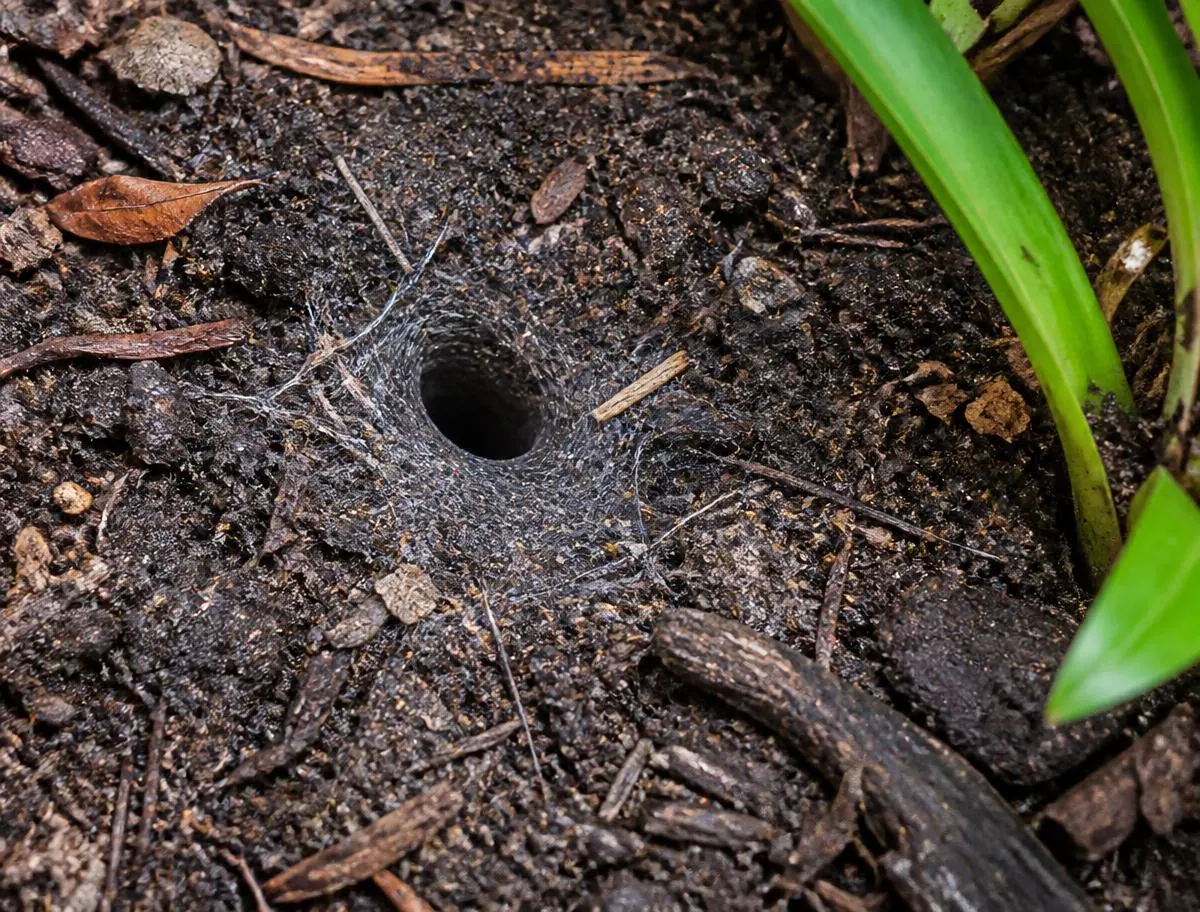 Funnel web burrows in the lawn or garden beds, a sign checked during spider control