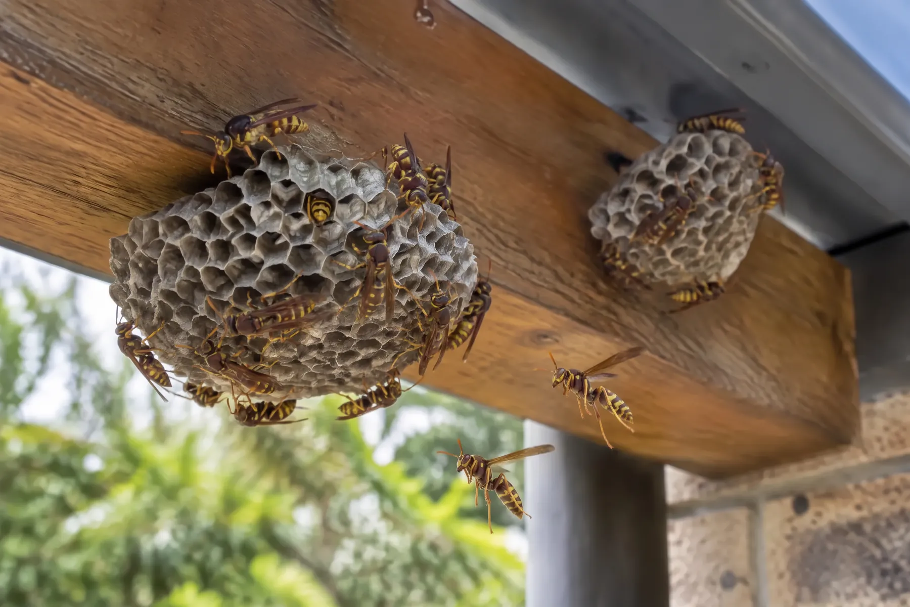 Two paper wasp nests with wasps on the cells under a timber pergola beam in a Sydney backyard