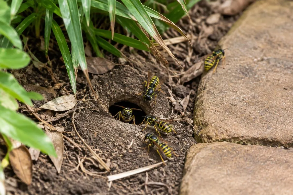 A steady flight path to one point in an eave or wall, a sign checked during wasp control