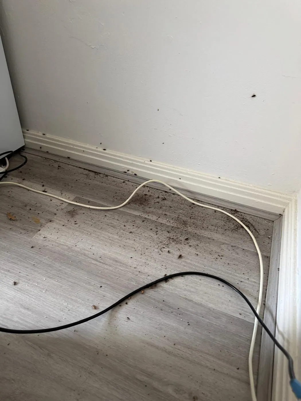 Cockroach droppings scattered along the skirting board of a Sydney home