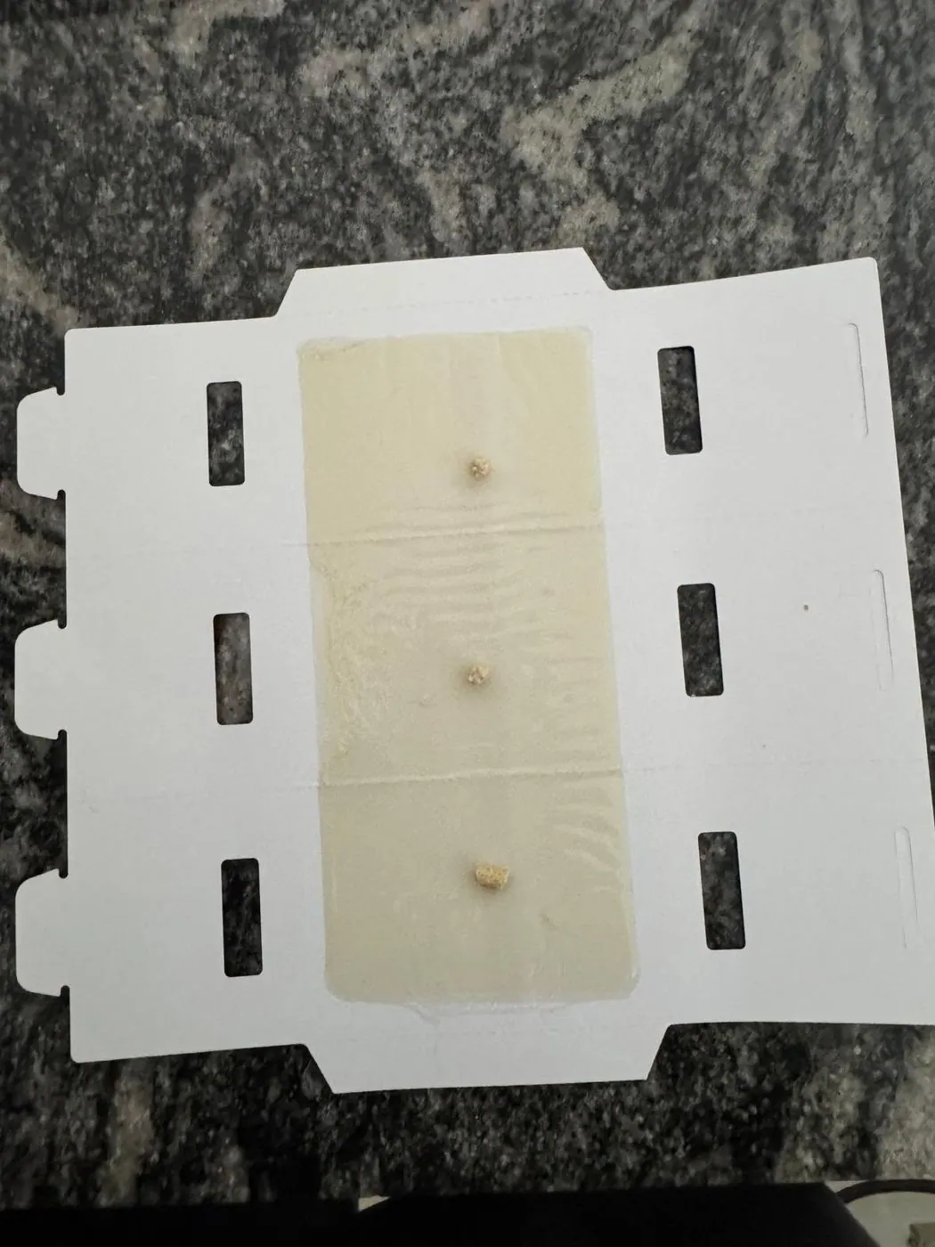 Insect monitor trap unfolded on a kitchen bench to track activity