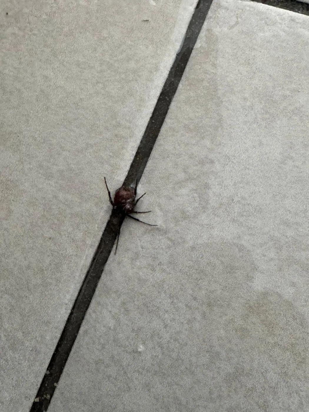 Redback spider in the gap between concrete pavers outside a Sydney home